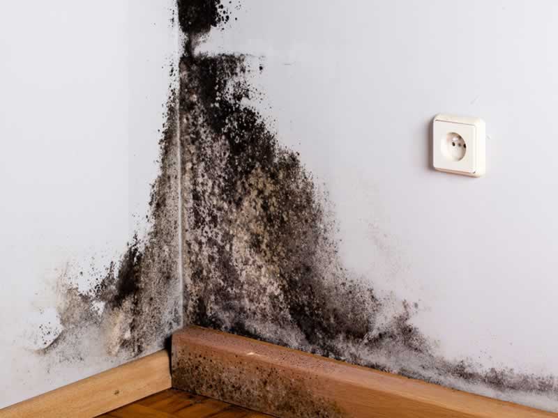 How To Handle The Mildew Drawback In Your Dwelling