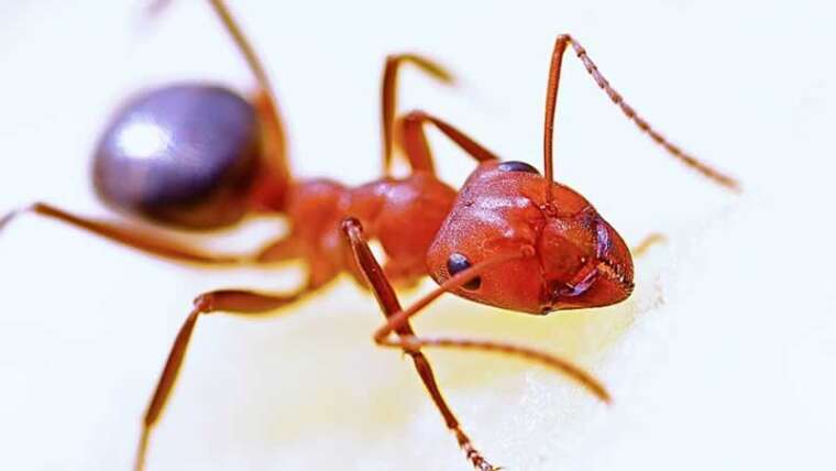 Methods to cope with ants infestation