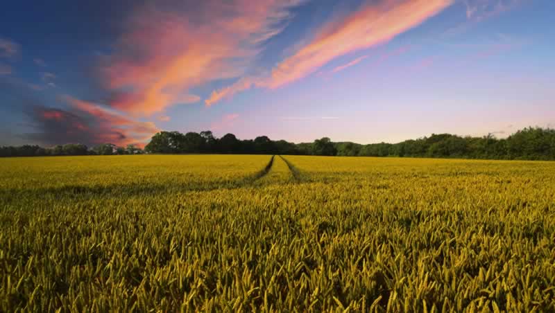 A budding farmer's information to beginning a farm