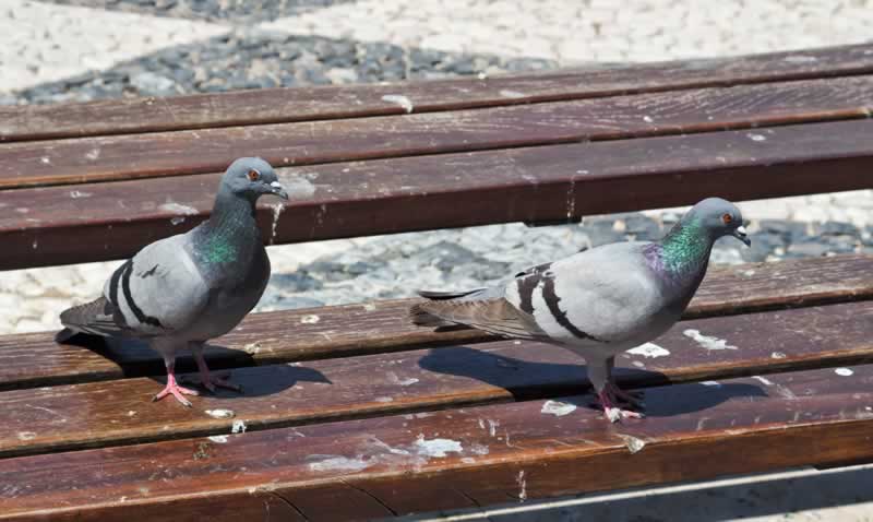 Information About Pigeon Guano And How To Get Rid Of Them