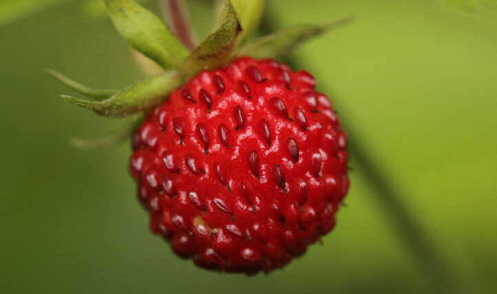 Rising alpine strawberries all summer season lengthy