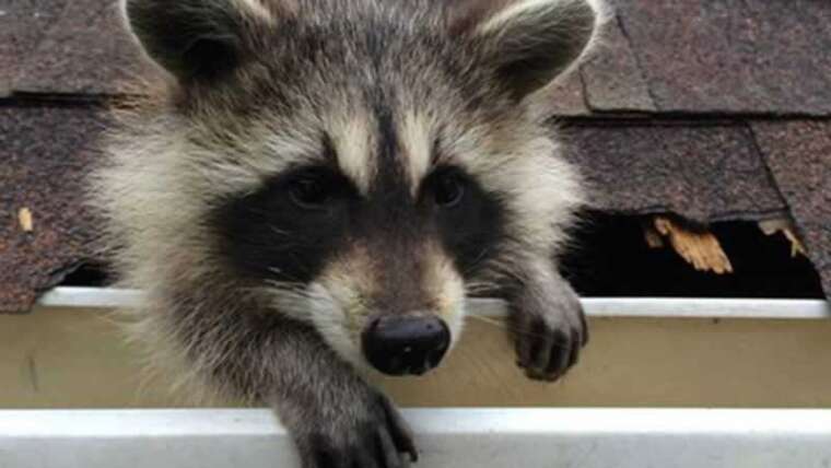 Easy methods to take away raccoons out of your attic with one-way doorways