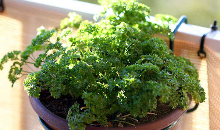 Tips on how to harvest parsley and hold it for later