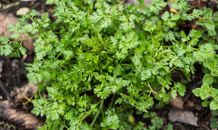 Rising chervil, one of many most interesting herbs in France