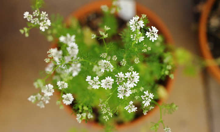 Rising coriander indoors: a primer