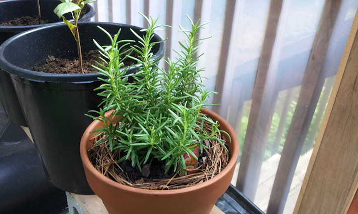 Rising rosemary indoors: suggestions and methods