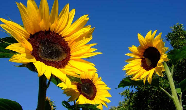 Rising sunflowers: completely satisfied gigantic flowers