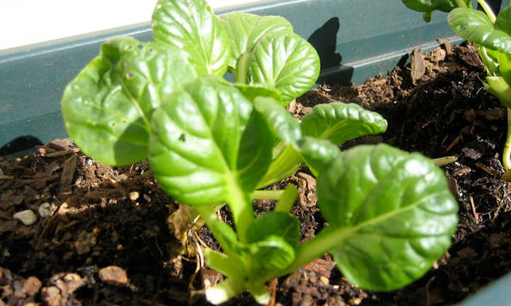 Rising Tatsoi, the spoon-shaped mustard