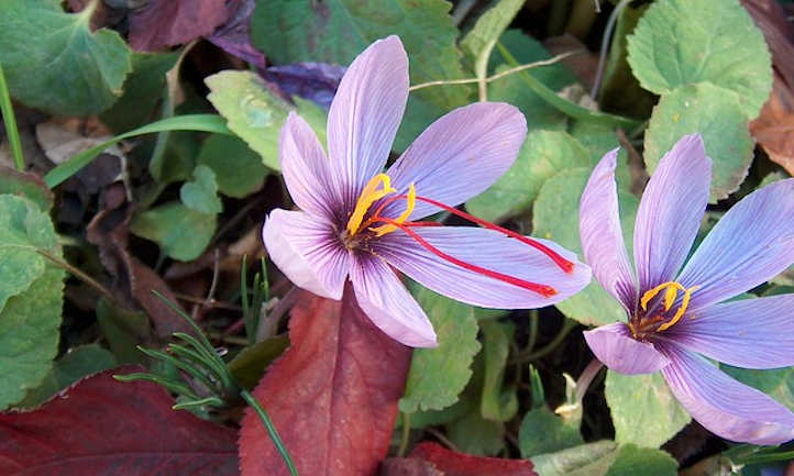 The way to Develop Saffron: The Most Costly Spice