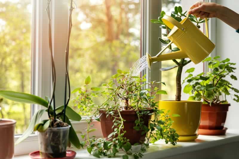 Is indoor gardening "simply one other pastime" or does the set up of an indoor backyard have benefits?