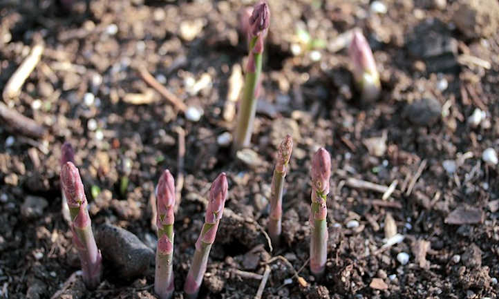 Asparagus Companion Crops: Maximize Your Spears