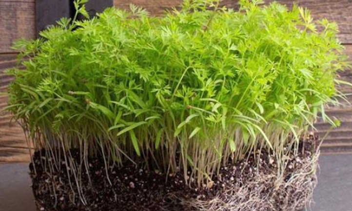 The best way to Develop Carrot Microgreens Rapidly and Simply