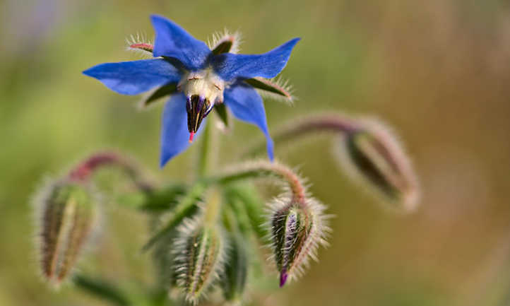 Rising borage: Edible pollinator-friendly plant