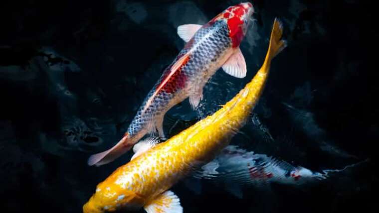 Proudly owning koi is an excellent pastime: Right here's some recommendation on find out how to hold them