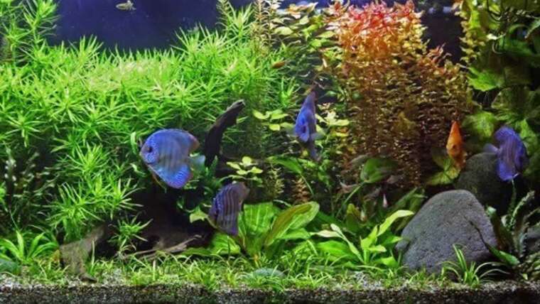 High four suggestions for making a self-cleaning aquarium