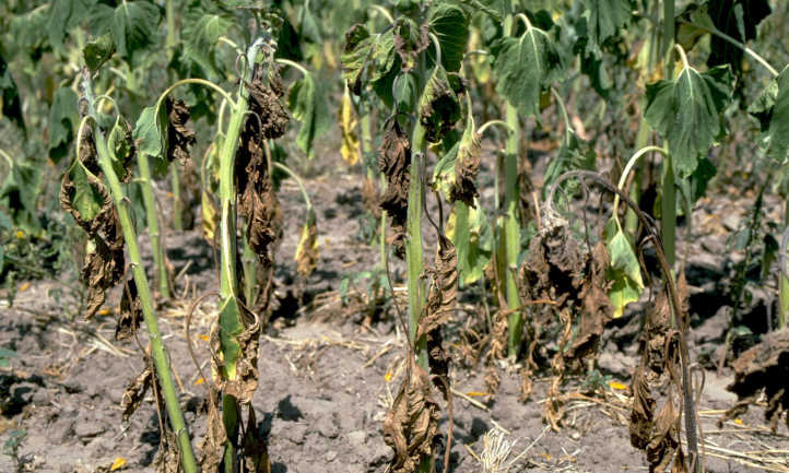 Verticillium Wilt: Far-reaching plant pathogen