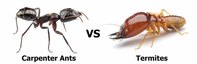 What’s the distinction between carpenter ants and termites?