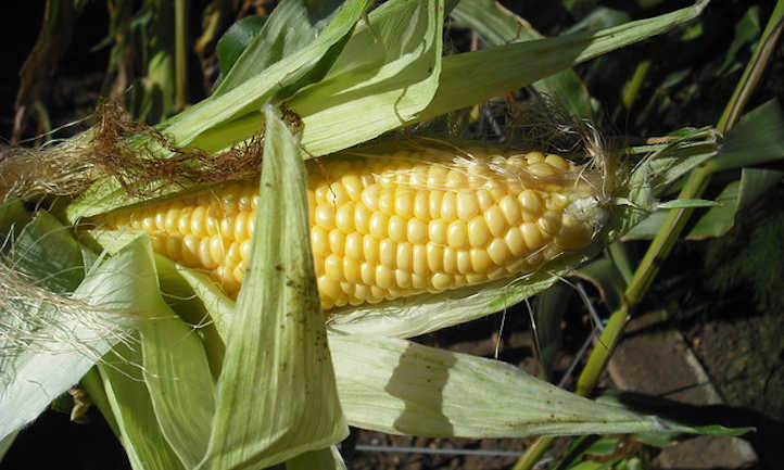 When to reap corn for excellent ears