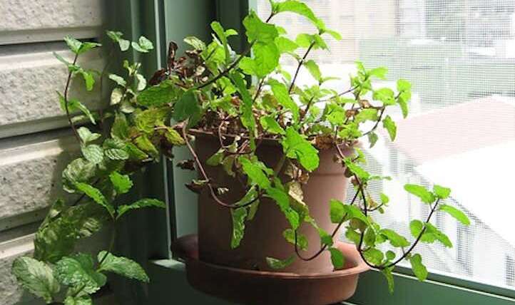 Rising Mint Indoor: A recent, minty basis