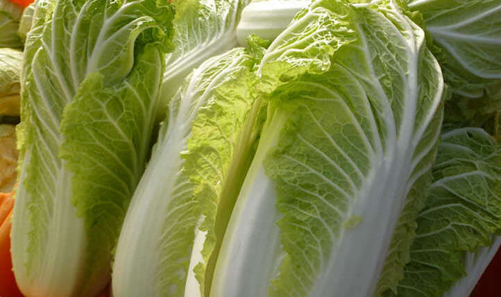 Methods to develop napa cabbage in your beds