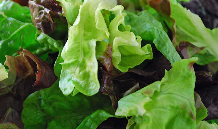 Easy methods to harvest every kind of lettuce