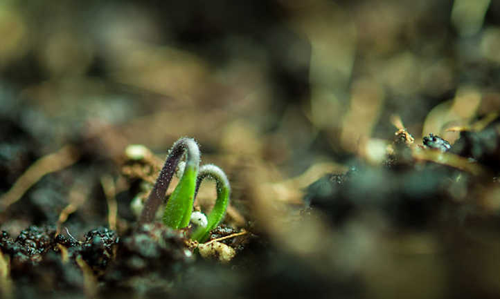 Tomato Germination and You: How It Works