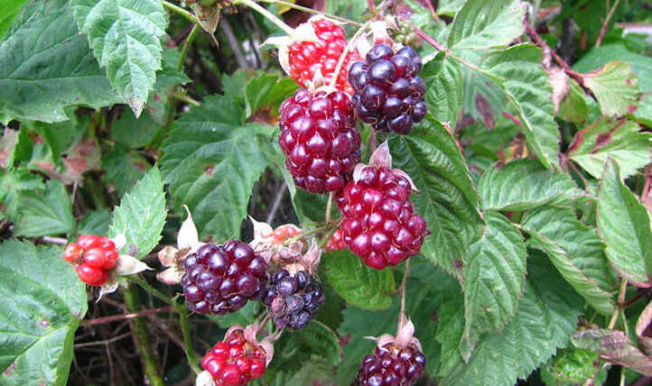 Boysenberry Vegetation: Considerable giant purple berries