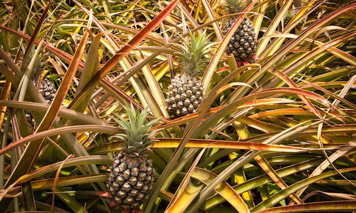 How To Develop A Pineapple: Three Strategies To Use