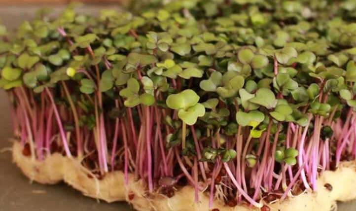 Find out how to Develop Kohlrabi Microgreens Shortly and Simply