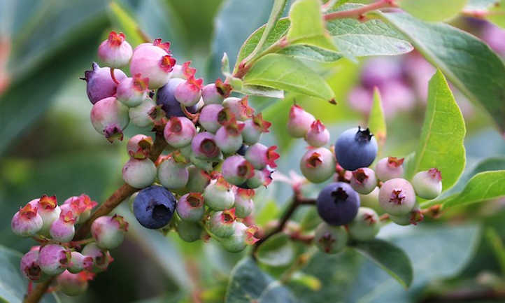 How you can develop blueberries on the bushel