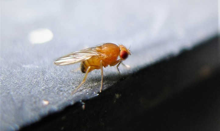 Fruit fly pests: maintaining them in verify