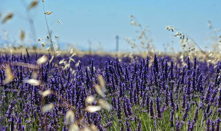 Rising lavender: stunning fragrant flowers