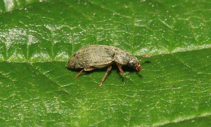 Raspberry Beetle: Harmful berry pest