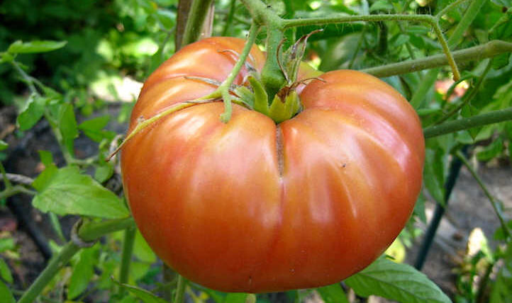 Tomato Companion Vegetation: Confirmed and True Teammates