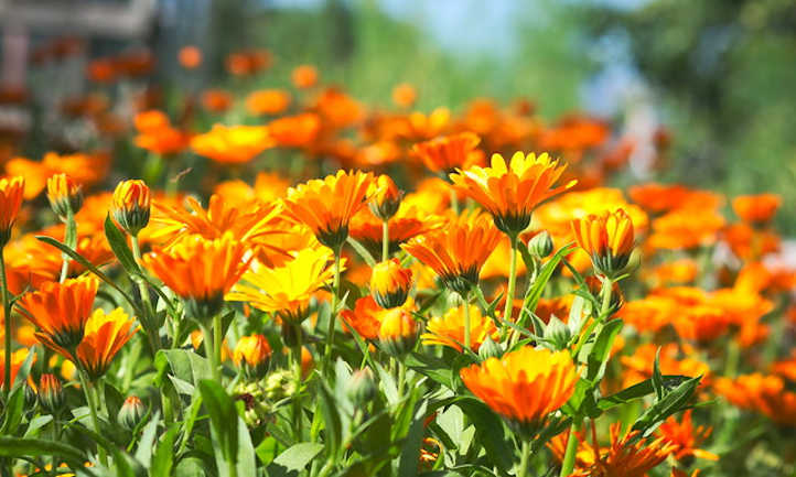 Rising Calendula: Vigorous, sensible edible flowers