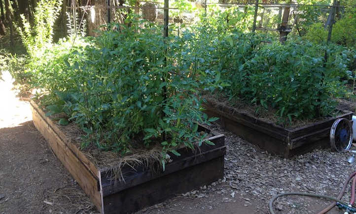 Rising tomatoes in raised beds: getting began