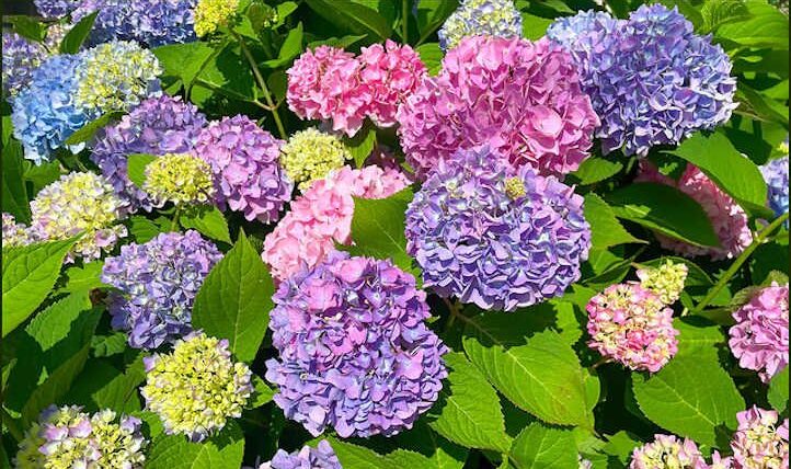 The best way to develop hydrangeas from begin to end