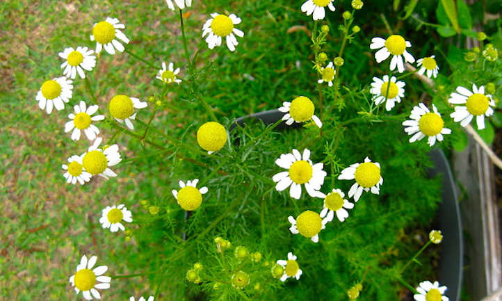 How one can harvest chamomile for teas