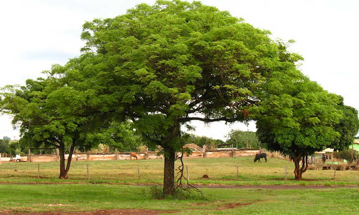 Mango Tree Care: Rising Tropical Treats