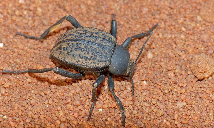 Darkling Beetle Issues: Prevention and Administration