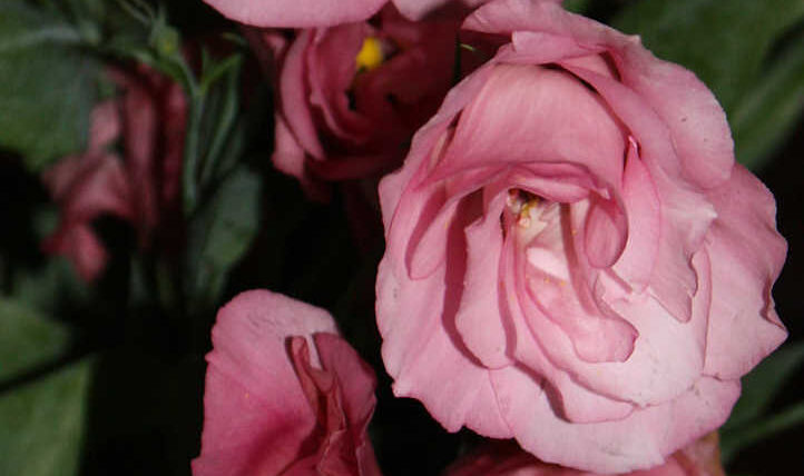 Lisianthus: like a rose, however totally different