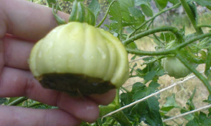 Blossom finish rot: the fear of the tomato growers