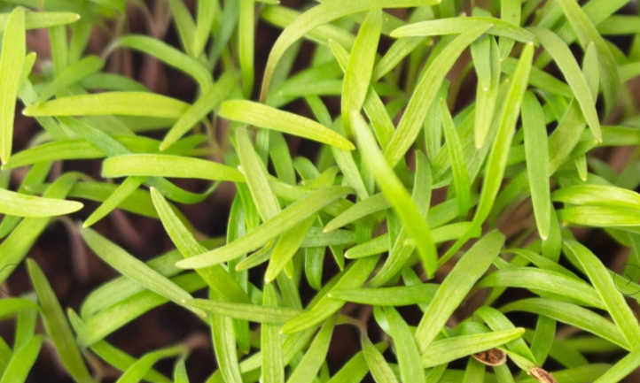 How you can Develop Dill Microgreens Shortly and Simply