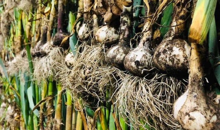 Curing Garlic for Lengthy Time period Storage