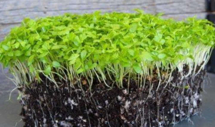 Methods to Develop Celery Microgreens Shortly and Simply