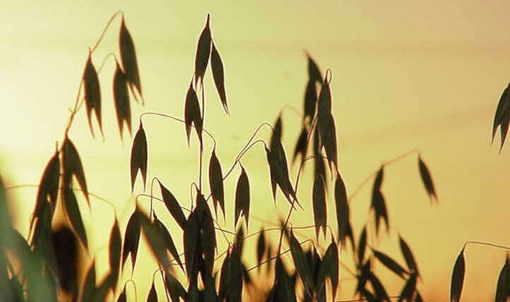 Rising Oats: Entire Grain Goodness