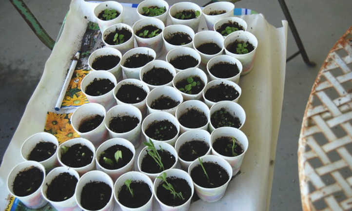 Seeds not germinating? Strive these fixes