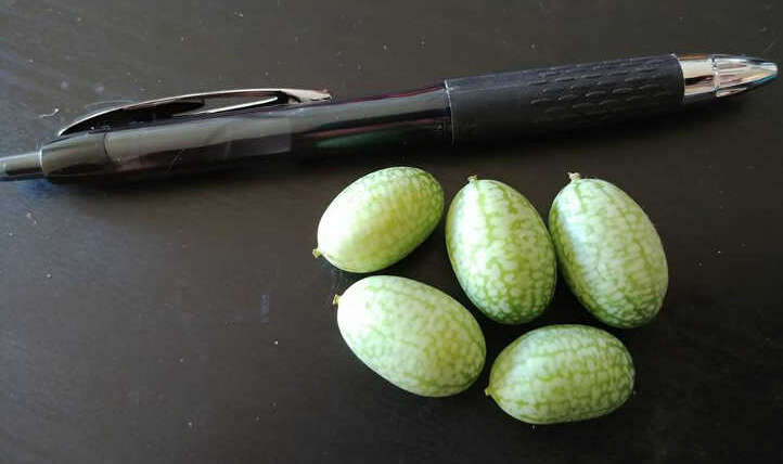 Cucamelon plant: Mighty mousemelons