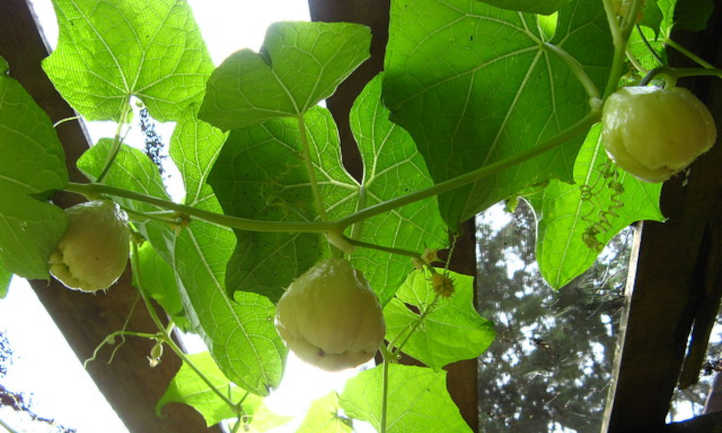 develop Chayote, Mirliton or Choko