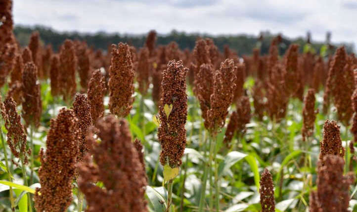 Sorghum Plant: Meals, Silage and Extra
